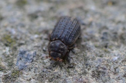 Otiorhynchus Scaber — foto 1 di 8