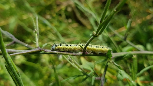 Naturaufnahme - Bild 2