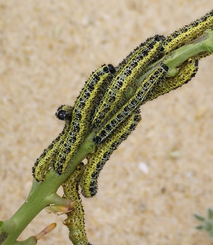 Naturaufnahme - Bild 5