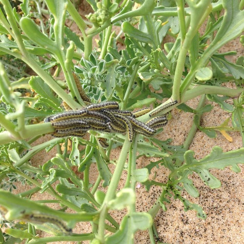 Naturaufnahme - Bild 6