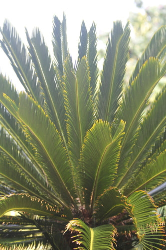 Cicade — Bild 5