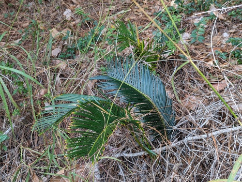 Cicade — Bild 4