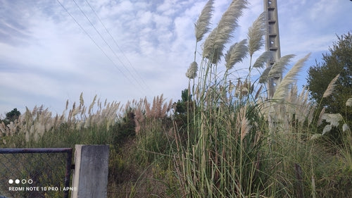 Erba della pampa — Bild 5