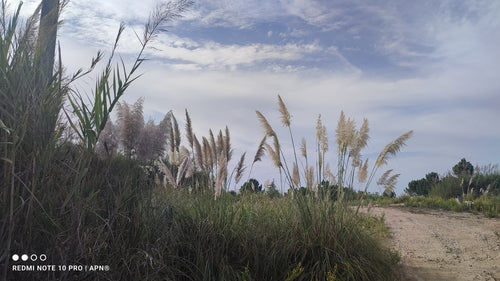 Erba della pampa — Bild 4