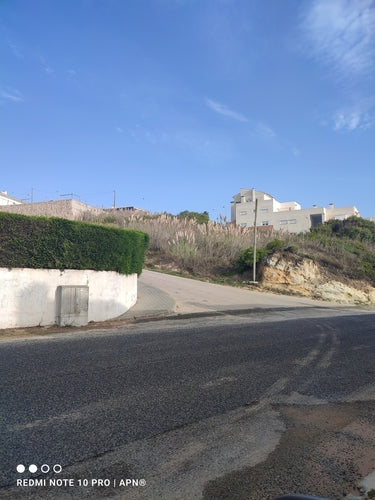 Erba della pampa — Bild 3