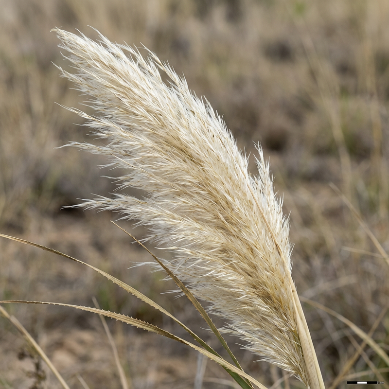 Erba della pampa