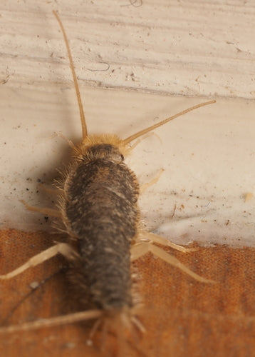 Papierfischchen - Bild 1