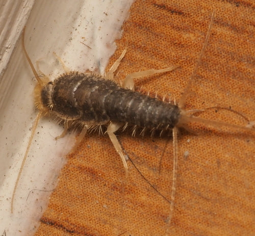 Papierfischchen - Bild 2