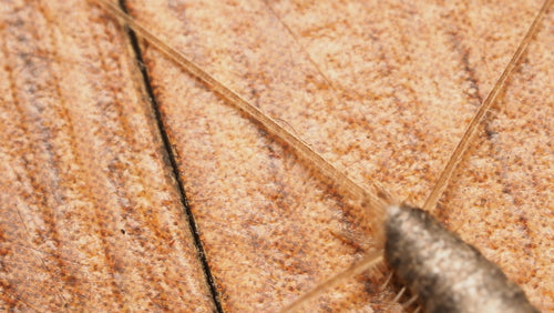 Pesce di carta — Bild 4