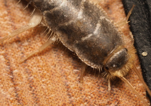 Pesce di carta — Bild 5