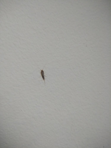 Pesce di carta — foto 2 di 50