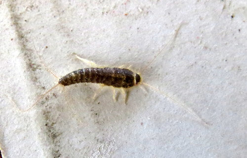 Pesce di carta — foto 3 di 50