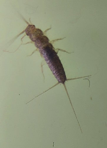 Pesce di carta — foto 5 di 50