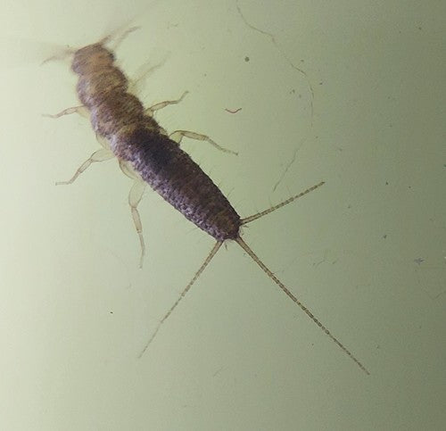 Pesce di carta — foto 4 di 50