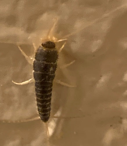 Papierfischchen - Bild 8