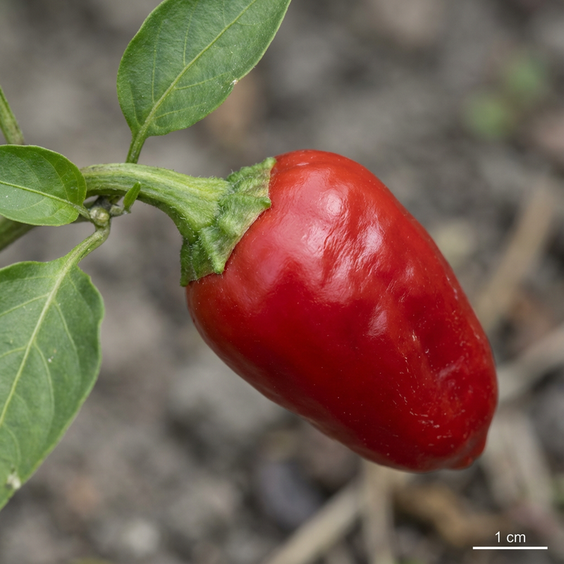 paprica