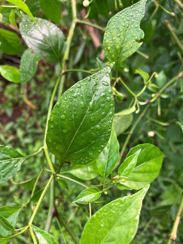 paprica — Bild 5