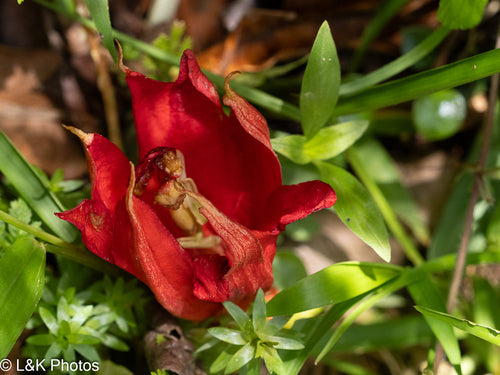 Passionsblume - Bild 7