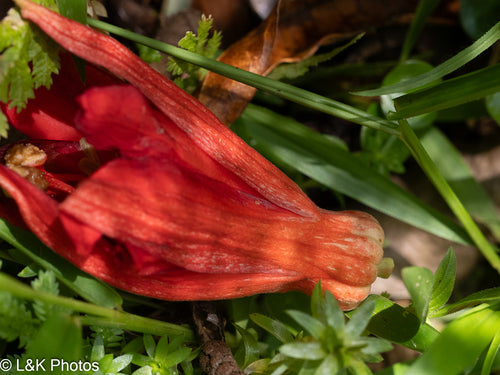 Passiflora — foto 1 di 8