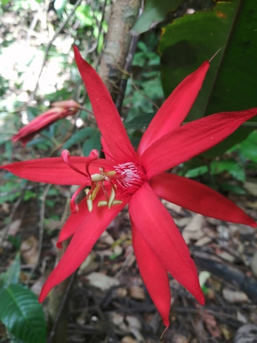 Passiflora — Bild 5