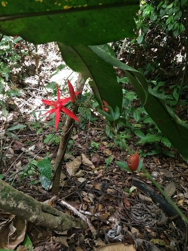 Passiflora — Bild 4