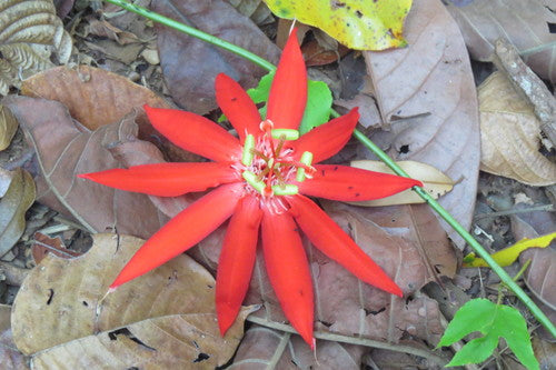 Passiflora — Bild 3