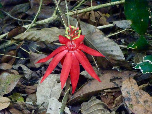 Passiflora — foto 4 di 8