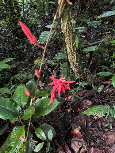 Passiflora — foto 5 di 8