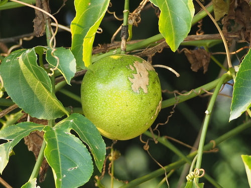 Frutto della passione — Bild 4