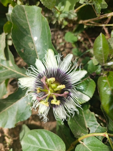 Frutto della passione — Bild 3
