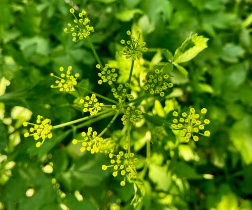 Pastinaca — Bild 5