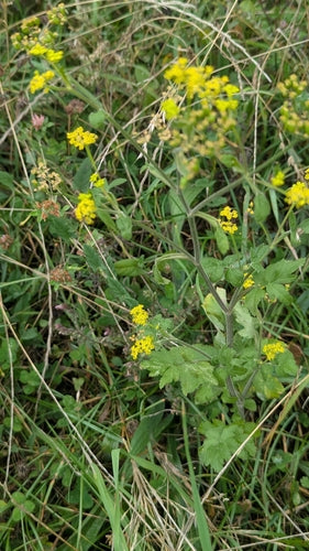 Pastinaca — Bild 4