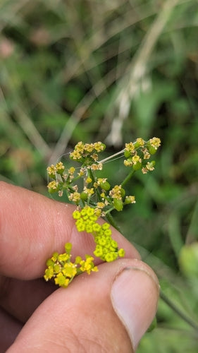 Pastinaca — Bild 2