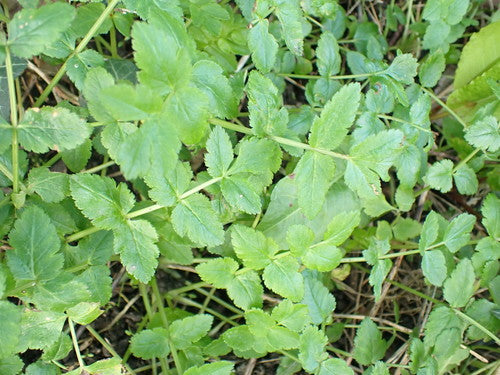 Pastinaca — foto 3 di 10