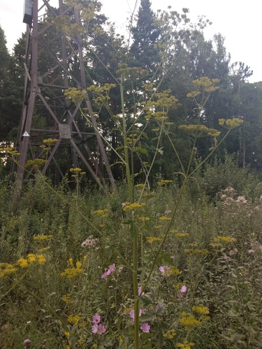 Pastinaca — foto 5 di 10