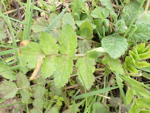 Pastinaca — foto 4 di 10