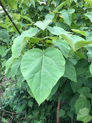 Paulownia — Bild 5