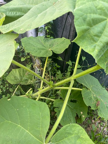 Naturaufnahme - Bild 8