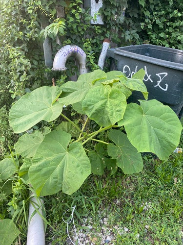 Naturaufnahme - Bild 7