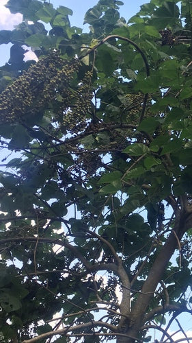 Naturaufnahme - Bild 1