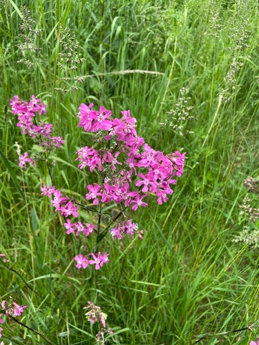 Pechnelke — Bild 3