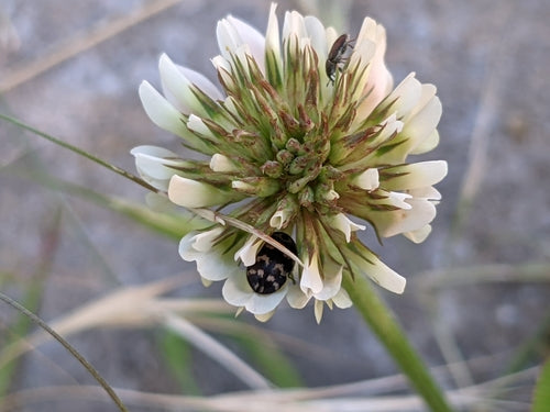Scarabeo di pelliccia — foto 5 di 24
