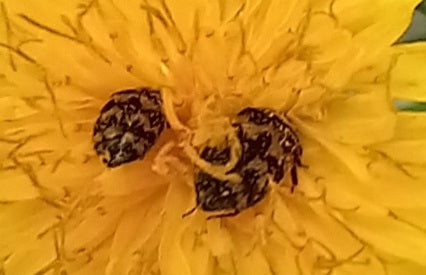 Scarabeo di pelliccia — Bild 3