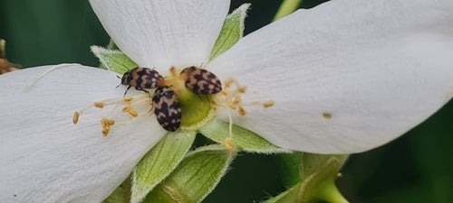 Scarabeo di pelliccia — Bild 5