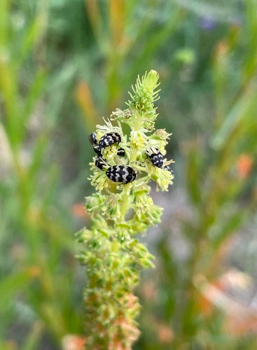 Scarabeo di pelliccia — foto 4 di 24