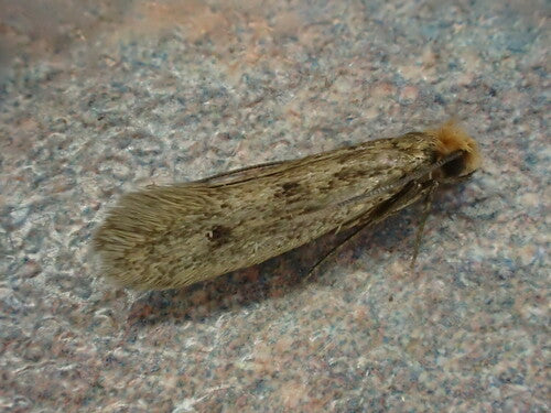 falena di pelliccia — Bild 2