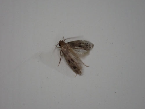falena di pelliccia — foto 4 di 51
