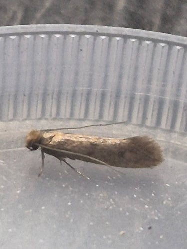 falena di pelliccia — Bild 3
