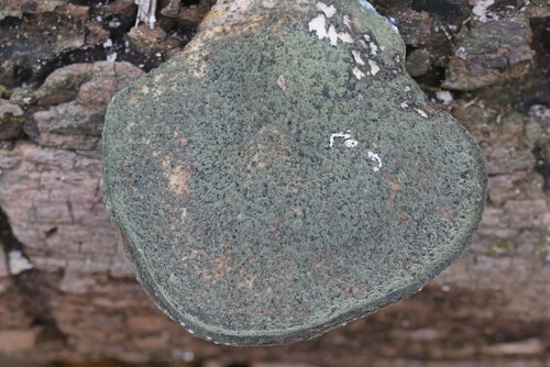 Penicillium brevicompactum — Bild 3