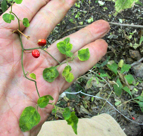 Peperoni — Bild 3